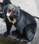 奥飛騨クマ牧場